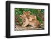 Couple of Lion Cubs-null-Framed Art Print