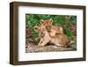 Couple of Lion Cubs-null-Framed Art Print