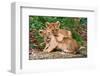 Couple of Lion Cubs-null-Framed Art Print