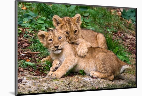 Couple of Lion Cubs-null-Mounted Art Print