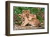 Couple of Lion Cubs-null-Framed Art Print