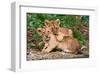 Couple of Lion Cubs-null-Framed Art Print