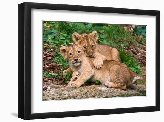 Couple of Lion Cubs-null-Framed Art Print