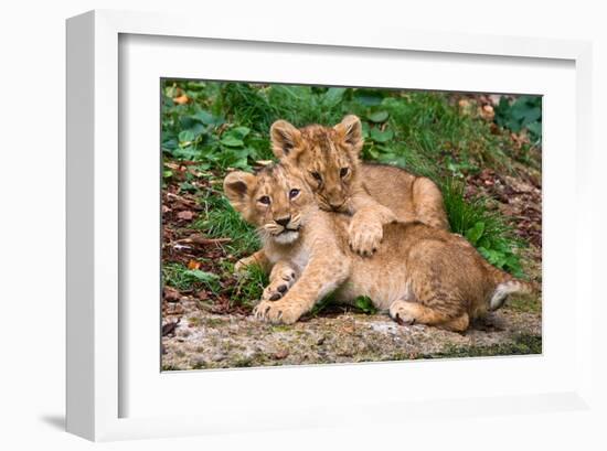 Couple of Lion Cubs-null-Framed Art Print