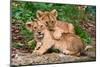 Couple of Lion Cubs-null-Mounted Art Print