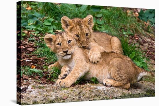 Couple of Lion Cubs-null-Stretched Canvas