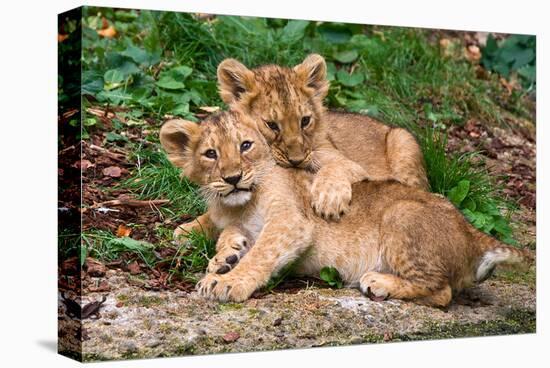 Couple of Lion Cubs-null-Stretched Canvas