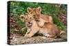 Couple of Lion Cubs-null-Stretched Canvas