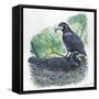 Couple of Rooks Corvus Frugilegus, Male Brings Food to Female While She Is Incubating Eggs-null-Framed Stretched Canvas