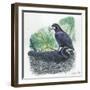 Couple of Rooks Corvus Frugilegus, Male Brings Food to Female While She Is Incubating Eggs-null-Framed Giclee Print