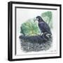 Couple of Rooks Corvus Frugilegus, Male Brings Food to Female While She Is Incubating Eggs-null-Framed Giclee Print