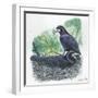 Couple of Rooks Corvus Frugilegus, Male Brings Food to Female While She Is Incubating Eggs-null-Framed Giclee Print