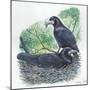 Couple of Rooks Corvus Frugilegus, Male Brings Food to Female While She Is Incubating Eggs-null-Mounted Giclee Print