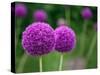 Couple of the Allium Purple Flowers Growing in the Garden-NorthernLand-Stretched Canvas