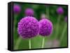 Couple of the Allium Purple Flowers Growing in the Garden-NorthernLand-Framed Stretched Canvas