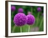 Couple of the Allium Purple Flowers Growing in the Garden-NorthernLand-Framed Photographic Print