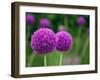 Couple of the Allium Purple Flowers Growing in the Garden-NorthernLand-Framed Photographic Print