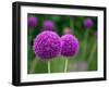 Couple of the Allium Purple Flowers Growing in the Garden-NorthernLand-Framed Photographic Print