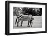 Couple of Zebras on Grass-Polarpx-Framed Photographic Print