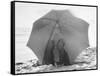 Couple on Beach under Umbrella-null-Framed Stretched Canvas