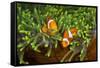 Couple Orange Ringlet-Anemone Fish, Amphiprion Ocellaris, Florida Islands, the Solomon Islands-Reinhard Dirscherl-Framed Stretched Canvas