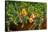 Couple Orange Ringlet-Anemone Fish, Amphiprion Ocellaris, Florida Islands, the Solomon Islands-Reinhard Dirscherl-Stretched Canvas