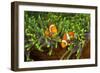 Couple Orange Ringlet-Anemone Fish, Amphiprion Ocellaris, Florida Islands, the Solomon Islands-Reinhard Dirscherl-Framed Photographic Print