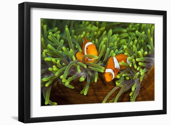 Couple Orange Ringlet-Anemone Fish, Amphiprion Ocellaris, Florida Islands, the Solomon Islands-Reinhard Dirscherl-Framed Photographic Print