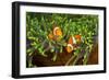 Couple Orange Ringlet-Anemone Fish, Amphiprion Ocellaris, Florida Islands, the Solomon Islands-Reinhard Dirscherl-Framed Photographic Print