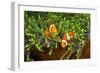 Couple Orange Ringlet-Anemone Fish, Amphiprion Ocellaris, Florida Islands, the Solomon Islands-Reinhard Dirscherl-Framed Photographic Print