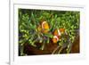 Couple Orange Ringlet-Anemone Fish, Amphiprion Ocellaris, Florida Islands, the Solomon Islands-Reinhard Dirscherl-Framed Photographic Print