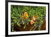 Couple Orange Ringlet-Anemone Fish, Amphiprion Ocellaris, Florida Islands, the Solomon Islands-Reinhard Dirscherl-Framed Photographic Print