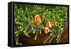Couple Orange Ringlet-Anemone Fish, Amphiprion Ocellaris, Florida Islands, the Solomon Islands-Reinhard Dirscherl-Framed Stretched Canvas