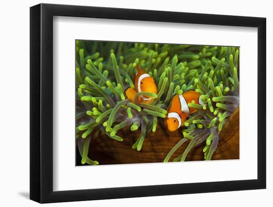 Couple Orange Ringlet-Anemone Fish, Amphiprion Ocellaris, Florida Islands, the Solomon Islands-Reinhard Dirscherl-Framed Photographic Print