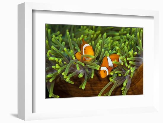 Couple Orange Ringlet-Anemone Fish, Amphiprion Ocellaris, Florida Islands, the Solomon Islands-Reinhard Dirscherl-Framed Photographic Print