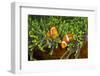 Couple Orange Ringlet-Anemone Fish, Amphiprion Ocellaris, Florida Islands, the Solomon Islands-Reinhard Dirscherl-Framed Photographic Print