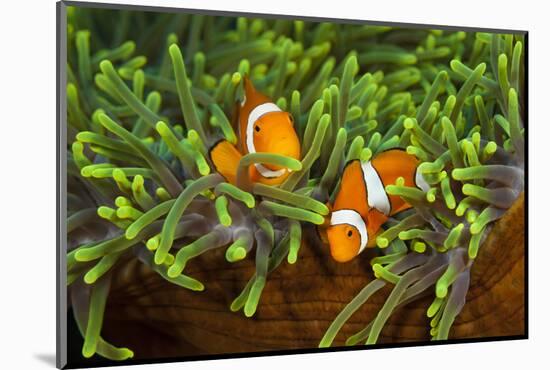 Couple Orange Ringlet-Anemone Fish, Amphiprion Ocellaris, Florida Islands, the Solomon Islands-Reinhard Dirscherl-Mounted Photographic Print