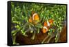 Couple Orange Ringlet-Anemone Fish, Amphiprion Ocellaris, Florida Islands, the Solomon Islands-Reinhard Dirscherl-Framed Stretched Canvas