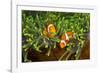 Couple Orange Ringlet-Anemone Fish, Amphiprion Ocellaris, Florida Islands, the Solomon Islands-Reinhard Dirscherl-Framed Photographic Print