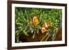 Couple Orange Ringlet-Anemone Fish, Amphiprion Ocellaris, Florida Islands, the Solomon Islands-Reinhard Dirscherl-Framed Photographic Print