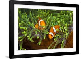 Couple Orange Ringlet-Anemone Fish, Amphiprion Ocellaris, Florida Islands, the Solomon Islands-Reinhard Dirscherl-Framed Photographic Print