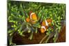 Couple Orange Ringlet-Anemone Fish, Amphiprion Ocellaris, Florida Islands, the Solomon Islands-Reinhard Dirscherl-Mounted Photographic Print