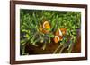 Couple Orange Ringlet-Anemone Fish, Amphiprion Ocellaris, Florida Islands, the Solomon Islands-Reinhard Dirscherl-Framed Photographic Print