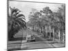 Couple Ride in Car/Tree-Lined Street-Philip Gendreau-Mounted Photographic Print
