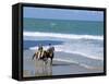 Couple Riding Horses on the Beach, Tibau Do Sul, Natal, Rio Grande Do Norte State, Brazil-Sergio Pitamitz-Framed Stretched Canvas