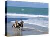 Couple Riding Horses on the Beach, Tibau Do Sul, Natal, Rio Grande Do Norte State, Brazil-Sergio Pitamitz-Stretched Canvas