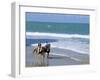 Couple Riding Horses on the Beach, Tibau Do Sul, Natal, Rio Grande Do Norte State, Brazil-Sergio Pitamitz-Framed Photographic Print