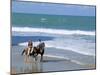 Couple Riding Horses on the Beach, Tibau Do Sul, Natal, Rio Grande Do Norte State, Brazil-Sergio Pitamitz-Mounted Photographic Print