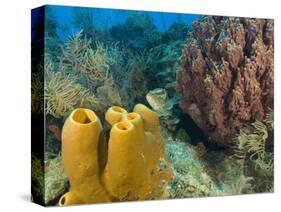 Couple Scuba Diving, Sponge Formations, Half Moon Caye, Barrier Reef, Belize-Stuart Westmoreland-Stretched Canvas