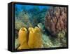 Couple Scuba Diving, Sponge Formations, Half Moon Caye, Barrier Reef, Belize-Stuart Westmoreland-Framed Stretched Canvas